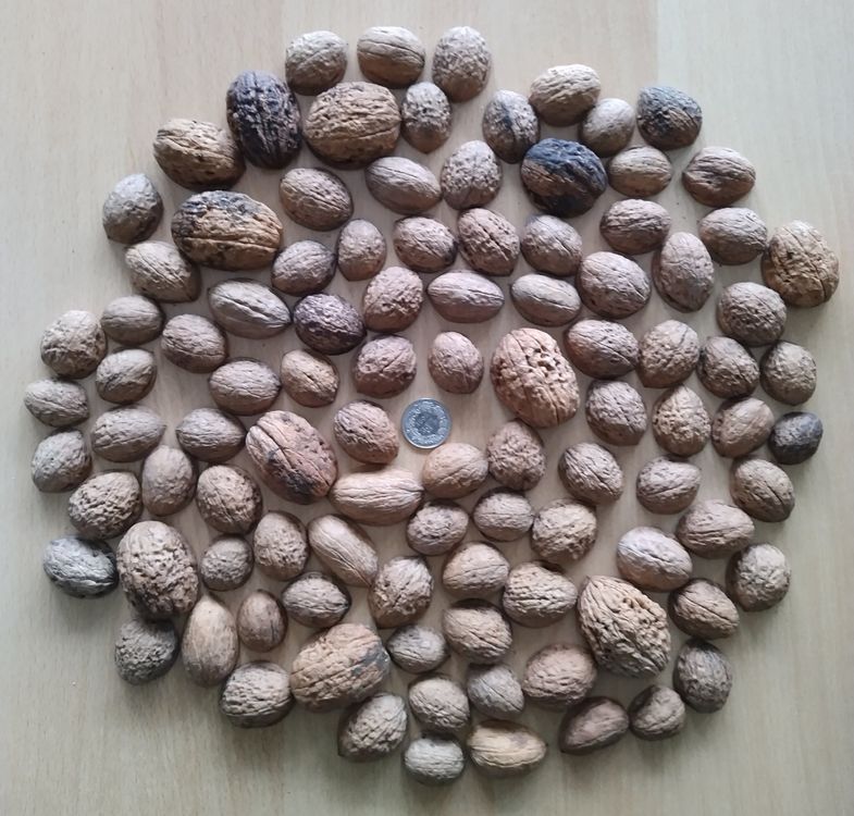Cuoio di noce / Cuoio di noce - 100 pezzi!