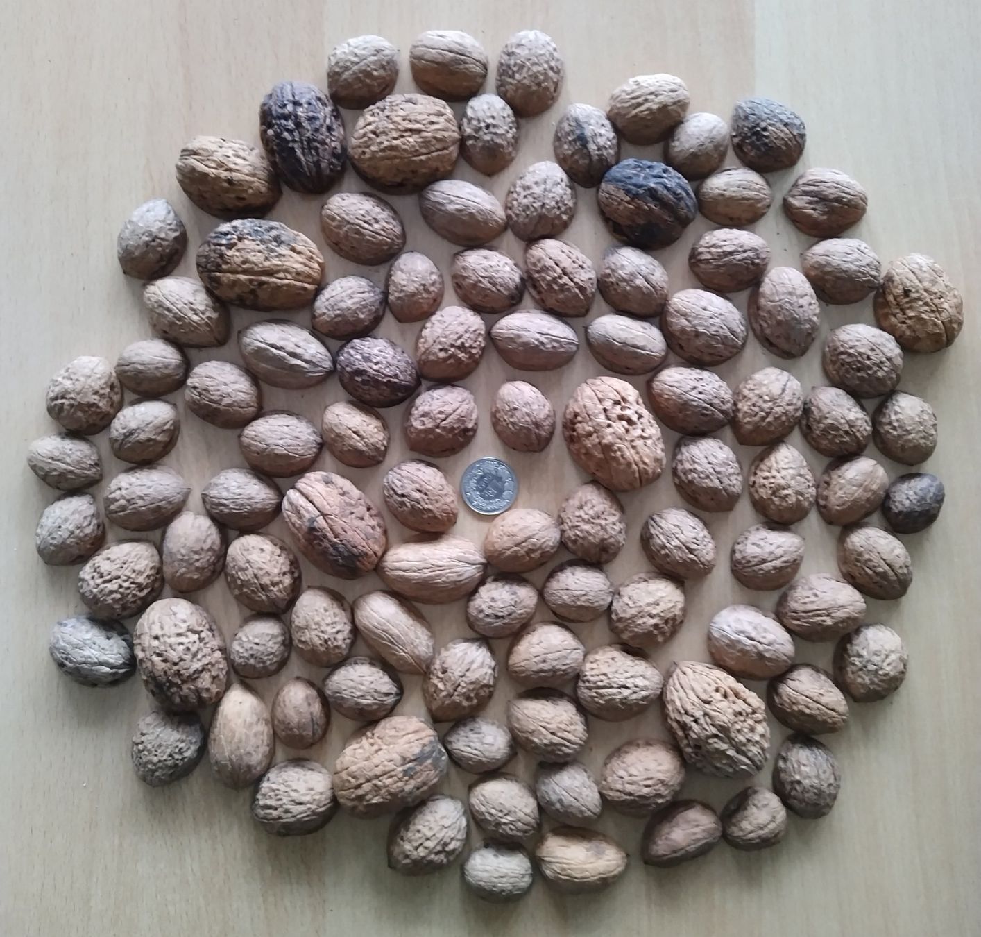 Cuoio di noce / Cuoio di noce - 100 pezzi! - Image 1
