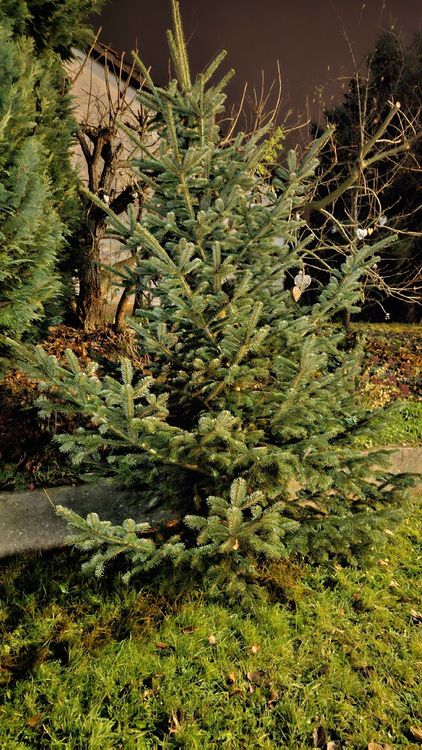 Albero di Natale Nordmann di abete, appena tagliato, oltre 3 m