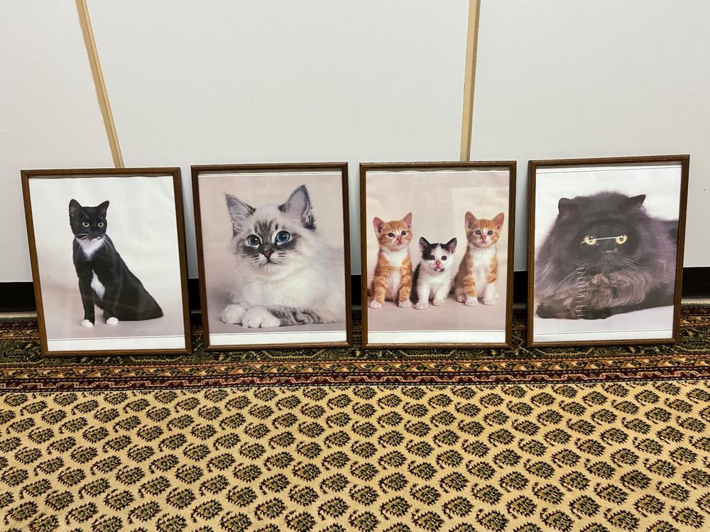 Quadro con foto di gatti