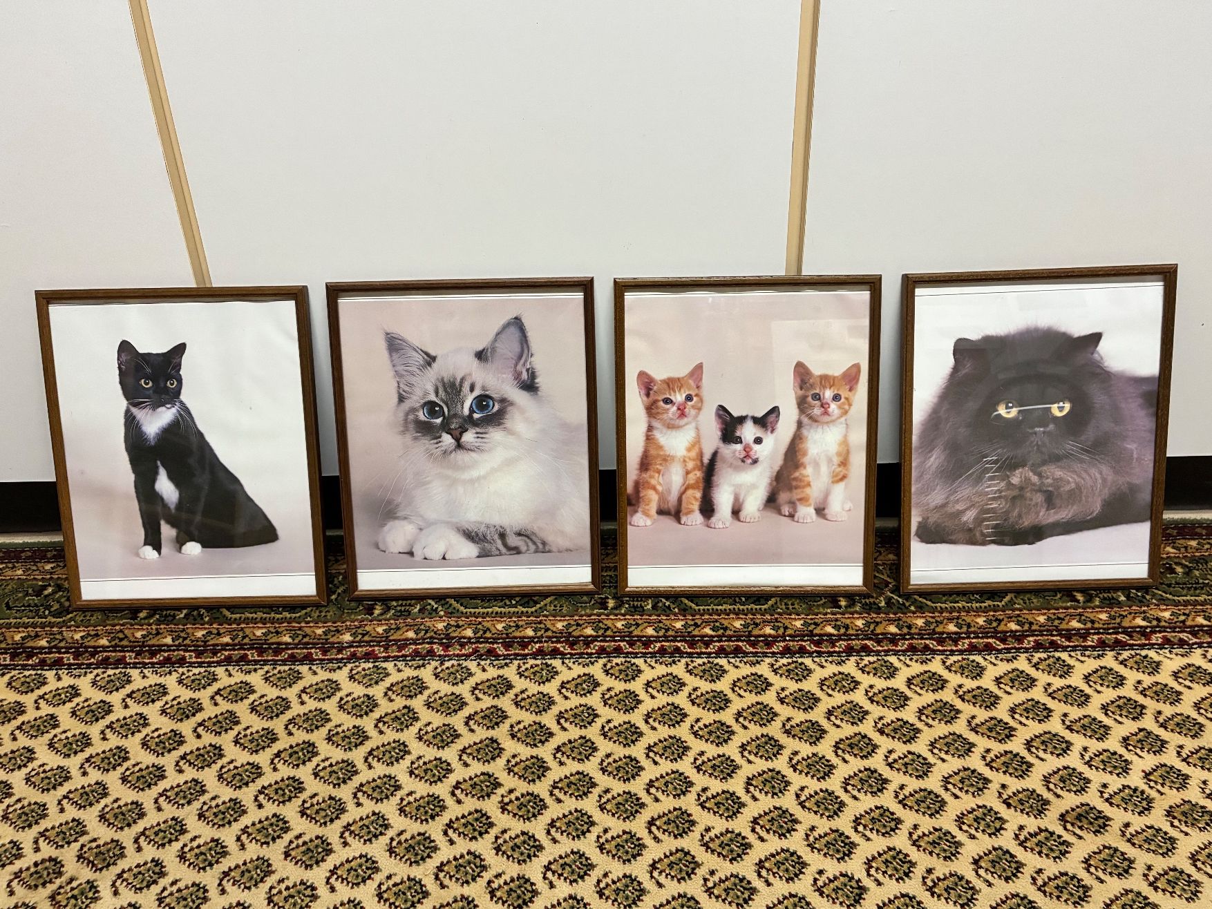 Quadro con foto di gatti - Image 1