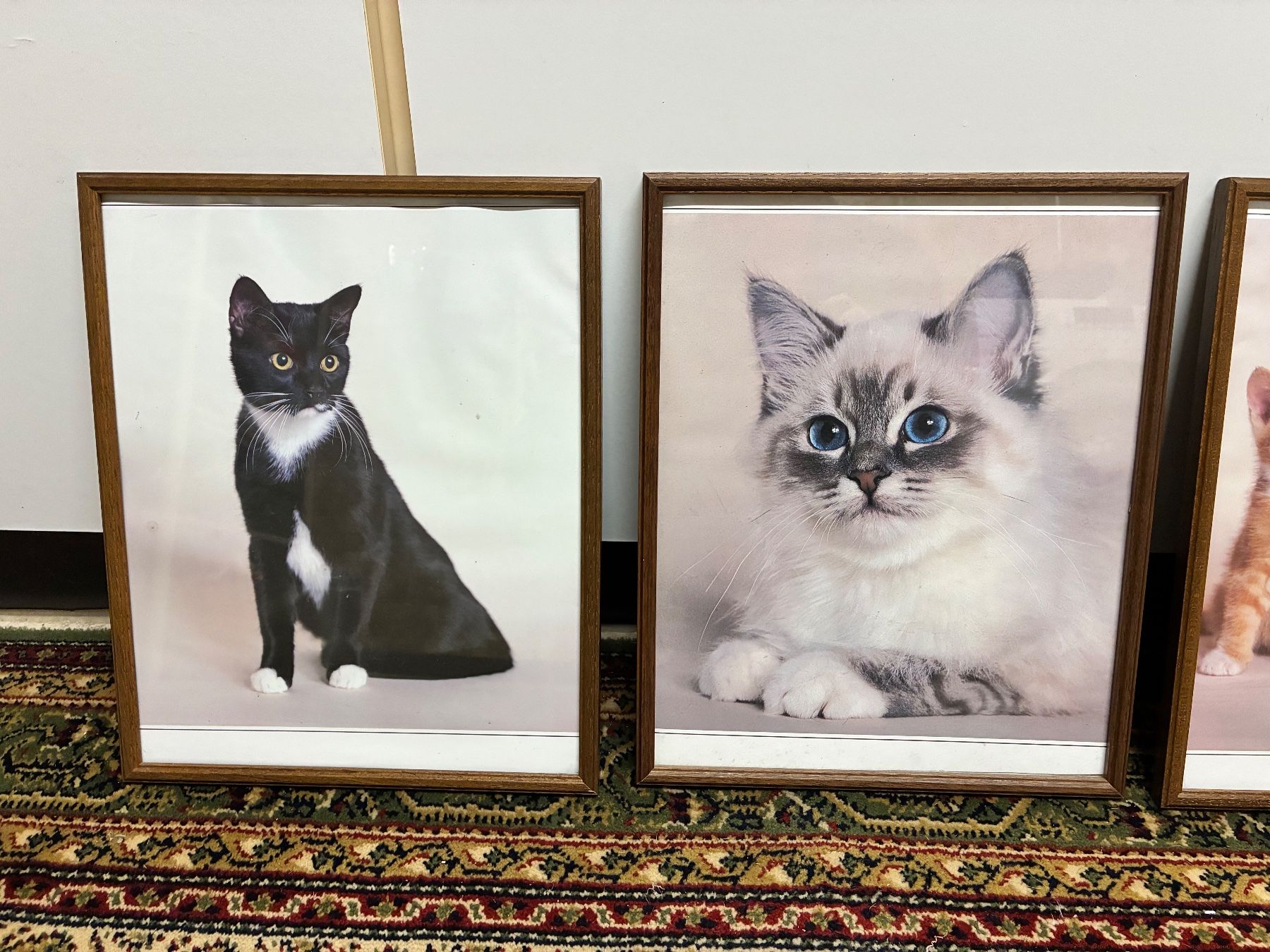 Quadro con foto di gatti - Image 3